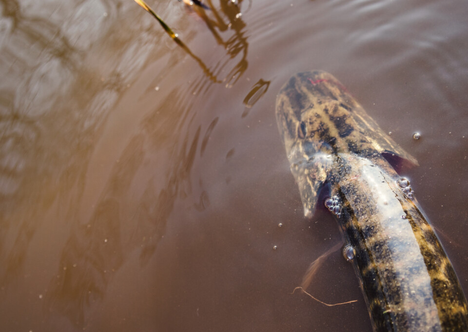 Afbeelding Snoek